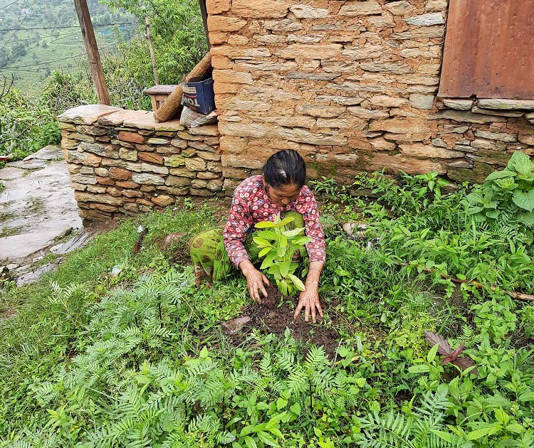 Sapana Nepal - Tree Planting