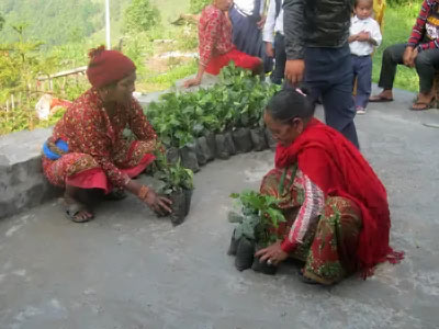 Sapana Nepal - Tree Planting